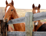 Moana Morgans - Horses For Sale Moana Morgans - Horses For Sale