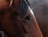 Moana Morgans - Our Mares Moana Morgans - Our Mares