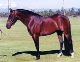 Moana Morgans - Our Stallions Moana Morgans - Our Stallions